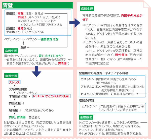 蛋白質の消化