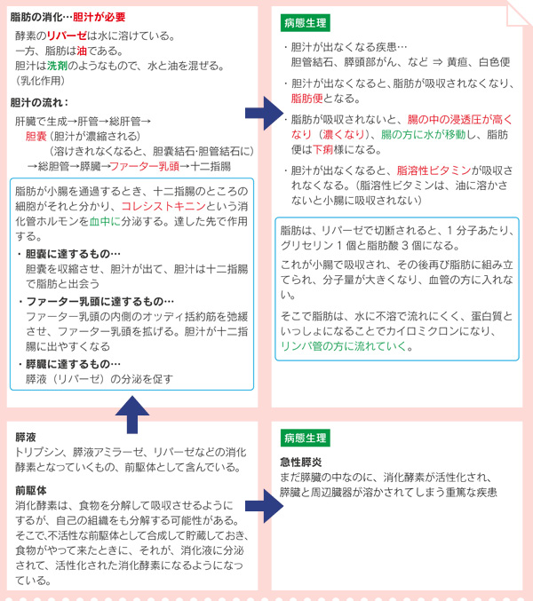 脂肪（脂質）の消化